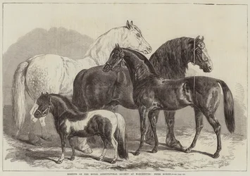 Meeting of the Royal Agricultural Society at Manchester, Prize Horses